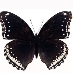 Meet your Posher, Sonia